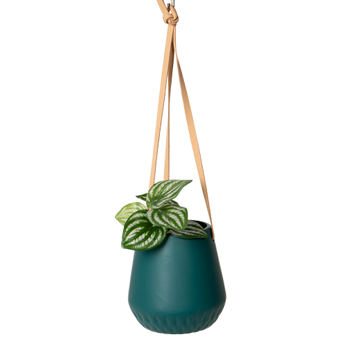 Hunter Hanging Planter | Teal